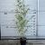 Phyllostachys aureos. 'Spectabilis' Pot 5 Liter 80 - 100 cm