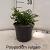 Polypodium vulgare Pot 2 Liter 20 - 30 cm