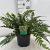 Polystichum tsussimense Pot 2 Liter 20 - 30 cm