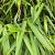Pseudosasa japonica 'Tsutsumiana' Pot 10 liter 125 - 150 cm
