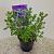 Salvia micr. 'Blue Monrovia' Pot 2 Liter30 - 40 cm