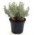 Santolina chamaecyparissus Pot 2 Liter 20 - 30 cm