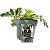 Acanthus 'Whitewater' Pot 2 Liter