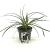 Agapanthus Twister Pot 2 Liter