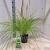 Cortaderia s. Tiny Pampa Pot 3 Liter 60 - 80 cm