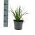 Libertia grandiflora Pot 2 Liter
