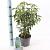 Prunus l. 'Angustifolia' Pot 2 Liter 20 - 30 cm