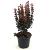 Berberis thunb. 'Red Tower' Pot 3 Liter 30 - 40 cm
