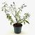 Buddleja d. 'Ile de France' Pot 3 Liter 40 - 50 cm