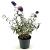 Buddleja d. 'Nanho Purple' Pot 3 Liter 30 - 40 cm