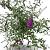 Buddleja d. 'Royal Red' Pot 12 liter 60 - 80 cm