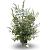 Buddleja d. 'White Profusion' Pot 12 liter 80 - 100 cm