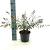 Buddleja Free Petite Snow White Pot 3 Liter 30 - 40 cm