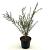 Callistemon rigidus Pot 2 Liter30 - 40 cm