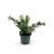 Callistemon viminalis Pot 2 liter 25-30cm
