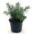 Callistemon vimin. 'Little John' Pot 2 liter 25-30cm