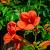 Campsis grandiflora C20 200 - 250 cm
