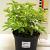 Caryopteris cland. Hint of Gold Pot 2 liter 30-35cm