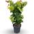 Cercis can. The Rising Sun Pot 12 liter 80 - 100 cm