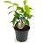 Chimonanthus praecox Pot 3 Liter 30 - 40 cm