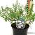 Cistus florentinus Pot 2 liter 25-30cm