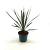 Cordyline australis Pot 2 Liter30 - 40 cm
