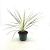 Cordyline aus. Lime Passion Pot 2 Liter30 - 40 cm
