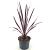 Cordyline 'Paso Doble' Pot 2 Liter30 - 40 cm