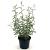 Corokia virgata 'Frosted Chocolate' Pot 2 Liter30 - 40 cm
