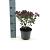 Cotinus cog. Red Spirit Pot 2 liter 25-30cm