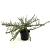 Cotoneaster conspicuus decorus Pot 2 liter 25-30cm