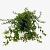 Cotoneaster dammeri Pot 2 liter 25-30cm