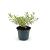 Eriostemon myoporoides Gold Touch Pot 2 liter 30-35cm