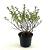 Escallonia 'Apple Blossom' Pot 2 liter 25-30cm