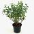 Escallonia 'Iveyi' Pot 2 liter 25-30cm