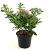 Escallonia laevis Pink Elle Pot 2 liter 25-30cm