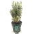 Euonymus jap. 'White Spire' Pot 4 Liter 30 - 40 cm