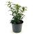 Forsythia int. Mikador Pot 3 Liter 30 - 40 cm