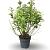 Forsythia int. Week-End Pot 12 liter 80 - 100 cm