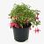 Fuchsia 'Tom Thumb' Pot 2 liter 25-30cm