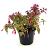 Fuchsia 'Tom West' Pot 2 liter 25-30cm