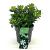 Gardenia jasm. Pinwheel Pot 2 Liter 20 - 30 cm