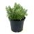 Hebe 'Red Edge' Pot 2 liter 25-30cm