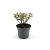 Hypericum Miracle Blossom Pot 2 Liter 20 - 30 cm