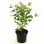 Hypericum Miracle Pistache Pot 2 liter 25-30cm