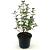 Hypericum Miracle Wonder Pot 2 liter 30-35cm