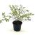 Hypericum moserianum Pot 2 liter 25-30cm