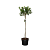 Ilex aq. 'Alaska' Pot 10 liter Stam 80 cm