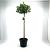 Ilex aq. 'J.C. van Tol' Pot 10 liter Stam 80 cm