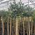 Ilex aq. 'J.C. van Tol' Pot 25 liter Stam 160 cm